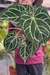 Anthurium Botanic Selecionado 30 - comprar online