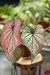 Caladium Asiático Híbrido Sem ID Gamma by Nativa na internet