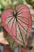 Caladium Asiático Híbrido Sem ID Gamma by Nativa - Araceales