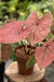 Caladium Asiático Híbrido Sem ID Delta by Nativa - Araceales