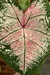 Caladium Asiático Híbrido Sem ID Épsilon by Nativa na internet