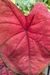 Caladium Asiático Híbrido Sem ID Zeta by Nativas na internet