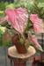 Caladium Hídrido sem ID New Hope by Nativa - loja online