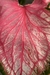 Caladium Hídrido sem ID New Hope by Nativa - Araceales