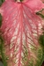 Caladium Hídrido sem ID New Hope by Nativa na internet