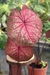 Caladium Thailandês Thay Dinasty by Nativa - Araceales