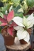 Combo Aglaonema White Joy e Red Elephant - comprar online