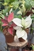 Combo Aglaonema White Joy e Red Elephant - loja online