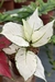 Combo Aglaonema White Joy e Red Elephant - Araceales