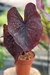 Caladium Thailandês Dark Choco by Nativa - Araceales