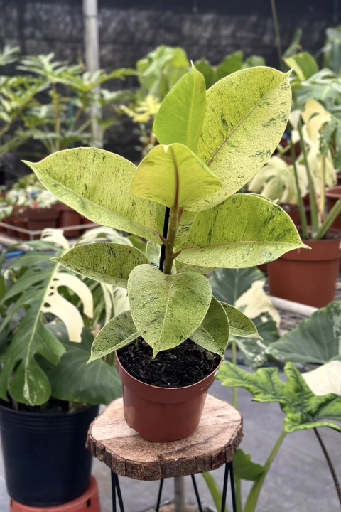 Ficus elástica Shivereana 'Moonshine' - comprar online