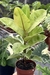 Ficus elástica Shivereana 'Moonshine' - Araceales