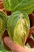Philodendron Micans Variegata, exemplar único - loja online