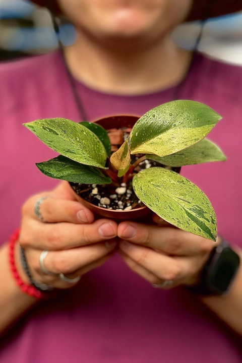 Philodendron Red Congo Dwarf Variegata, exemplar único pote 09 - comprar online