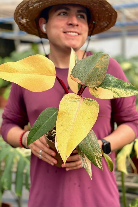 Philodendron Strawberry Shake Variegata, exemplar único pote 15 - comprar online