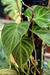 Philodendron Verrucosum em tutor duplo, pote 15 - loja online