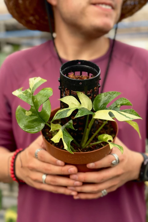 Raphidophora Albo Variegata no tutor, Exemplar Único pote 15 - comprar online