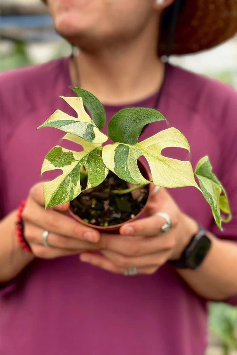 Raphidophora Albo Variegata, Exemplar Único pote 09 - comprar online
