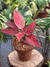 Aglaonema Red Elephant - Araceales