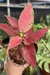 Aglaonema Red Elephant - comprar online