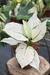 Aglaonema White Joy - comprar online