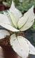 Aglaonema White Joy na internet