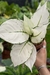 Aglaonema White Joy - Araceales