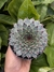 Sempervivum tectorum var. calcareum - comprar online