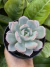 Echeveria green one - comprar online