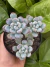 Graptopetalum amoena microcalyx - comprar online