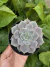 Echeveria Pastel Leon korean (Rose Moraes)