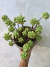 Sedum pachyphyllum (Rose Moraes) - comprar online