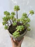 Sedum pachyphyllum (Rose Moraes) na internet