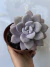 Graptopetalum Murasaki (Rose Moraes)