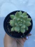 Echeveria “Alba Aloha” variação - comprar online
