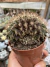 Gymnocalicium Mihanovichii Cristata 03 - comprar online