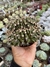 Gymnocalicium Mihanovichii Cristata 08