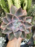 Graptoveria Albert Baynes - comprar online