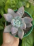 Graptoveria Opalina - comprar online