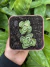 Crassula ‘Dorothy’ - comprar online