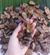 Cascalho de Coco pra BIOJOIA (FURO NO MEIO) - loja online