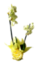 Orquídea presente carinhoso