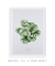 Quadro Coleção Plantas: Calathea Orbifolia - Emoldurei Store