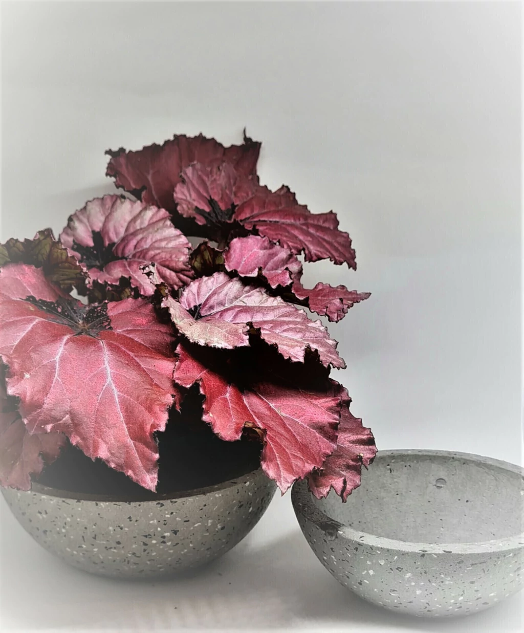 Conjunto Bowl Granilite Cimento Natural