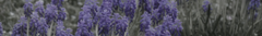 Banner da categoria Floral