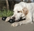 Kong Goodie Bone Extreme - Brinquedo para cachorro na internet