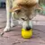 Soda Pup Honey Pot Brinquedo Para Cães Recheável na internet