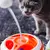 Brinquedo Para Gatos Ferplast Vertigo na internet