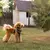 Guia Ferplast Ergocomfort Cinza para Cachorros de Diversos Portes na internet