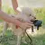 Focinheira Ferplast Safe Pequena para cachorros - Chiaradia Pet Store